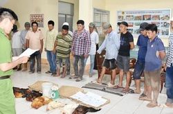 Triệt phá 2 trường gà quy mô lớn tại Bạc Liêu và Cà Mau