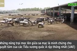 Bất ngờ với trang trại trồng rau, nuôi bò sữa giữa sa mạc khắc nghiệt