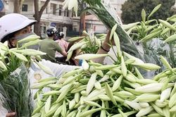 Hà Nội: Hoa loa kèn ngợp phố, giá chỉ 25.000 đồng/bó níu chân người mua