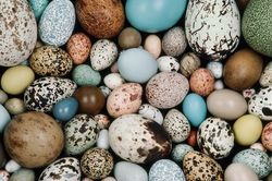 Tìm hiểu về thế giới động vật qua những quả trứng