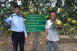 Mở rộng vùng cây ăn quả giá trị cao