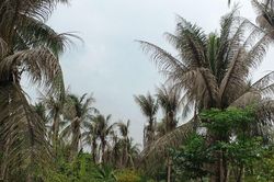 Dịch sâu đầu đen tấn công vườn dừa Bến Tre