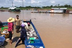 Hồ Trị An bị ô nhiễm