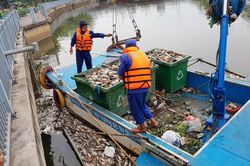 Nguyên nhân khiến cá chết trắng kênh Nhiêu Lộc- Thị Nghè