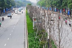 Hà Nội: Sẽ thay thế hàng cây phong lá đỏ đường Trần Duy Hưng, Nguyễn Chí Thanh