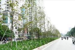 Hà Nội thay thế hàng cây phong trên phố Nguyễn Chí Thanh - Trần Duy Hưng