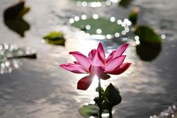 Người giàu chỉ đáng giá vài đô la