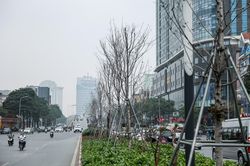 Cận cảnh hàng cây phong lá đỏ héo khô sắp bị thay thế ở Hà Nội