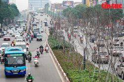 Cận cảnh dự án 262 cây phong lá đỏ kém hiệu quả trên đường Trần Duy Hưng-Nguyễn Chí Thanh