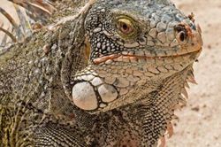 Curacao - Đảo quốc của cự đà và những loài chim ruồi độc đáo
