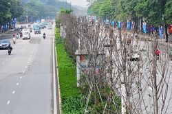 Chốt việc thay thế hàng phong lá đỏ chết khô trên tuyến đường đẹp nhất Hà Nội