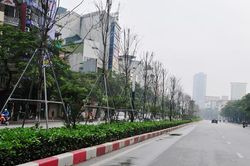 Hà Nội: Thay toàn bộ cây phong trên dải phân cách tuyến phố Nguyễn Chí Thanh - Trần Duy Hưng