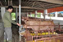 Bàn giải pháp 'ghìm' tăng giá thức ăn chăn nuôi