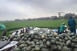 Xe tải chở gần 30 tấn dưa hấu lật đổ xuống ruộng, người dân Hà Tĩnh giúp tài xế thu gom