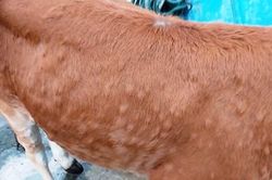 Ninh Bình: 558 con trâu, bò mắc bệnh viêm da nổi cục
