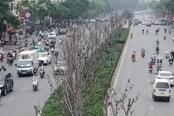Vì sao hơn 200 cây phong lá đỏ ở Hà Nội sắp bị thay thế?