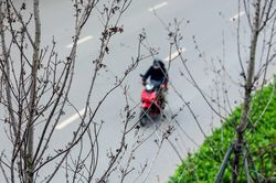 Cái chết của những cây phong lá đỏ ở Hà Nội