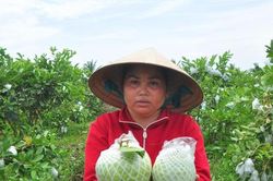 Nông dân trồng ổi ở Sóc Trăng thấp thỏm vì không có người mua