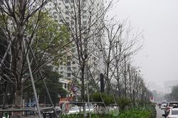 Hà Nội di chuyển hàng phong lá đỏ chứ không chặt bỏ