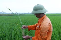 Bớt lo đạo ôn, nông dân Hà Tĩnh lại 'đau đầu' xử lý bệnh khô vằn, bạc lá trên lúa xuân