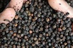 Giá tiêu hôm nay 6/4: Cao nhất 74.000 đồng/kg, giá tiêu thế giới tăng mạnh