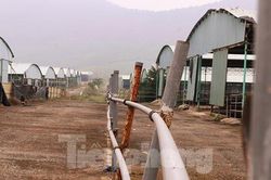 Dự án trang trại bò lớn nhất Hà Tĩnh sẽ 'hồi sinh' như thế nào?