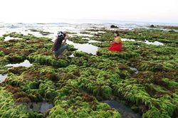 Khám phá cánh đồng rong biển tuyệt đẹp ở Ninh Thuận
