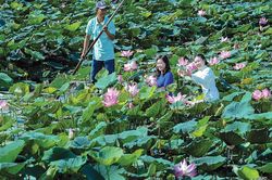 Để cây sen phát triển bền vững