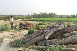Kỳ 1: Phá rừng lấy củi sấy thuốc lá