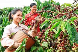 Gia Lai: Liên kết giữa hợp tác xã và doanh nghiệp giúp đồng bào dân tộc thiểu số thoát nghèo
