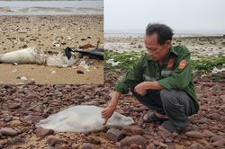 Nghệ An: Cá, sứa chết hàng loạt, ngư dân lo ngại không ra khơi