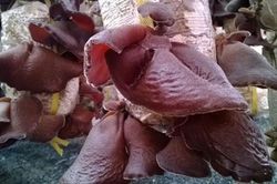 Rất nhiều người thích ăn mộc nhĩ mà không biết: Chỉ cần mắc sai lầm này có thể gây ngộ độc chết người