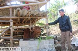 Thu nhập cao từ nghề vỗ béo trâu, bò