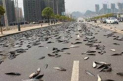 Hiện tượng mưa cá khiến nhiều người kinh ngạc và lời lý giải bất ngờ