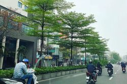 Thay thế cây phong tại phố Trần Duy Hưng: Tại sao chọn bàng lá nhỏ?