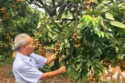 Hoài Đức nâng giá trị nông sản thế mạnh