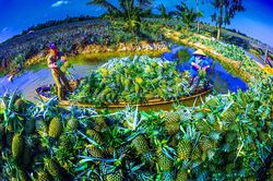 Bàn cách giảm chi phí cho nông sản ĐBSCL