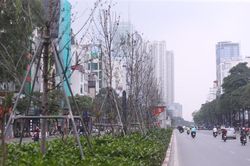 Phát triển cây xanh đô thị: Thay phong lá đỏ bằng bàng lá nhỏ không phù hợp