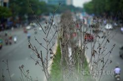 Hà Nội: Cận cảnh hàng cây phong lá đỏ héo khô, bong tróc sắp được chuyển đi nơi khác
