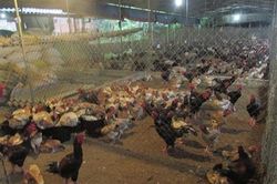 Chăn nuôi gia cầm theo tiêu chuẩn Vietgahp giúp giảm thiểu nguy cơ dịch bệnh