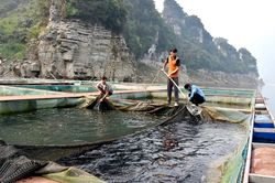 Lâm Bình liên kết phát triển chăn nuôi cá lồng
