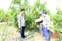 Huyện Như Xuân triển khai nhiều giải pháp thúc đẩy phát triển sản xuất nông nghiệp