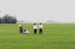 Chú trọng mở rộng thị trường xuất khẩu gạo