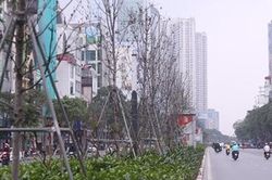 Công ty tài trợ cây phong lá đỏ sẽ thu hồi cây trong tháng 4