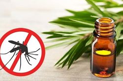 Ngoài tinh dầu, có rất nhiều cách giúp bạn đuổi muỗi phòng sốt xuất huyết
