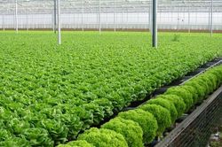 Huyện Đông Anh: Xây dựng vùng sản xuất nông nghiệp hàng hóa chất lượng cao