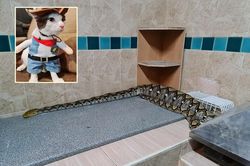 Đi tìm mèo cưng, bé gái chạm trán quái thú khổng lồ ngay trong bếp