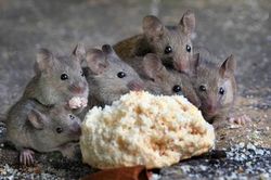 Hớn hở mua bánh mì qua mạng, người phụ nữ kinh hoàng khi phát hiện thứ bên trong