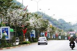 Ngỡ ngàng vẻ đẹp những tuyến đường Sơn La khi hoa ban đua nở