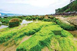 Chiêm ngưỡng cảnh đẹp ngỡ ngàng của ghềnh đá Nam Ô mùa rêu xanh mướt
